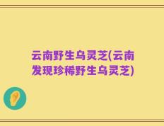 云南野生乌灵芝(云南发现珍稀野生乌灵芝)