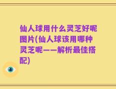 仙人球用什么灵芝好呢图片(仙人球该用哪种灵芝呢——解析最佳搭配)