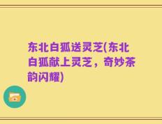 东北白狐送灵芝(东北白狐献上灵芝，奇妙茶韵闪耀)