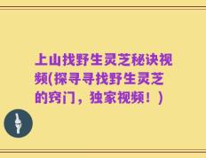 上山找野生灵芝秘诀视频(探寻寻找野生灵芝的窍门，独家视频！)