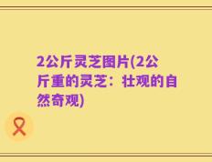 2公斤灵芝图片(2公斤重的灵芝：壮观的自然奇观)