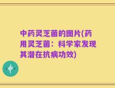 中药灵芝菌的图片(药用灵芝菌：科学家发现其潜在抗病功效)