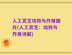 人工灵芝功效与作用图片(人工灵芝：功效与作用详解)