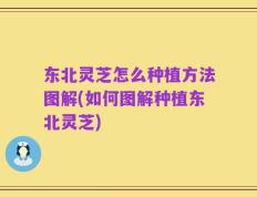 东北灵芝怎么种植方法图解(如何图解种植东北灵芝)