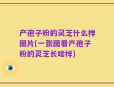 产孢子粉的灵芝什么样图片(一张图看产孢子粉的灵芝长啥样)