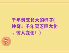千年灵芝长大的样子(神奇！千年灵芝巨大化，惊人变化！)