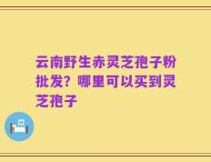 云南野生赤灵芝孢子粉批发？哪里可以买到灵芝孢子