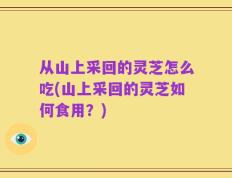 从山上采回的灵芝怎么吃(山上采回的灵芝如何食用？)