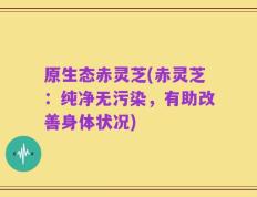 原生态赤灵芝(赤灵芝：纯净无污染，有助改善身体状况)
