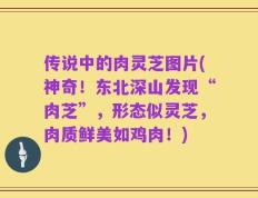 传说中的肉灵芝图片(神奇！东北深山发现“肉芝”，形态似灵芝，肉质鲜美如鸡肉！)