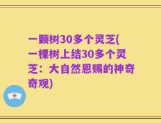 一颗树30多个灵芝(一棵树上结30多个灵芝：大自然恩赐的神奇奇观)