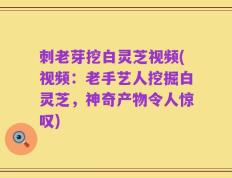 刺老芽挖白灵芝视频(视频：老手艺人挖掘白灵芝，神奇产物令人惊叹)