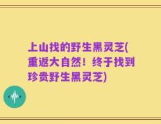 上山找的野生黑灵芝(重返大自然！终于找到珍贵野生黑灵芝)