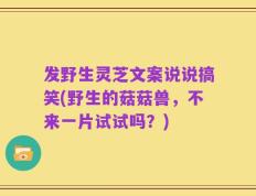 发野生灵芝文案说说搞笑(野生的菇菇兽，不来一片试试吗？)