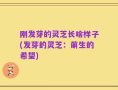 刚发芽的灵芝长啥样子(发芽的灵芝：萌生的希望)