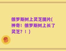 俄罗斯树上灵芝图片(神奇！俄罗斯树上长了灵芝？！)