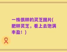 一株很胖的灵芝图片(肥胖灵芝，看上去饱满丰盈！)