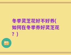 冬季灵芝花好不好养(如何在冬季养好灵芝花？)