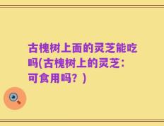 古槐树上面的灵芝能吃吗(古槐树上的灵芝：可食用吗？)