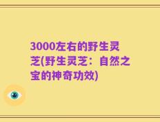 3000左右的野生灵芝(野生灵芝：自然之宝的神奇功效)