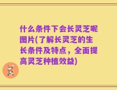什么条件下会长灵芝呢图片(了解长灵芝的生长条件及特点，全面提高灵芝种植效益)