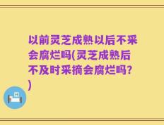以前灵芝成熟以后不采会腐烂吗(灵芝成熟后不及时采摘会腐烂吗？)