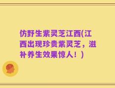 仿野生紫灵芝江西(江西出现珍贵紫灵芝，滋补养生效果惊人！)