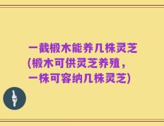 一截椴木能养几株灵芝(椴木可供灵芝养殖，一株可容纳几株灵芝)