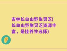 吉林长白山野生灵芝(长白山野生灵芝资源丰富，是佳养生选择)