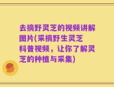 去摘野灵芝的视频讲解图片(采摘野生灵芝 科普视频，让你了解灵芝的种植与采集)