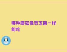 哪种蘑菇像灵芝菌一样能吃
