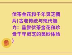 伏茶金花和千年灵芝图片(古老传统与现代魅力：品尝伏茶金花和珍贵千年灵芝的美妙体验)