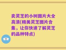 卖灵芝的小树图片大全高清(精美灵芝图片合集，让你快速了解灵芝的品种特点)