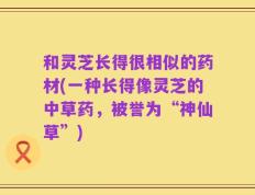 和灵芝长得很相似的药材(一种长得像灵芝的中草药，被誉为“神仙草”)