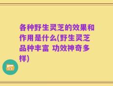 各种野生灵芝的效果和作用是什么(野生灵芝品种丰富 功效神奇多样)