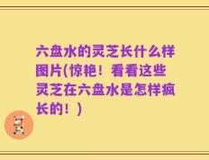 六盘水的灵芝长什么样图片(惊艳！看看这些灵芝在六盘水是怎样疯长的！)