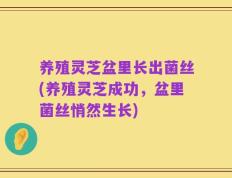 养殖灵芝盆里长出菌丝(养殖灵芝成功，盆里菌丝悄然生长)