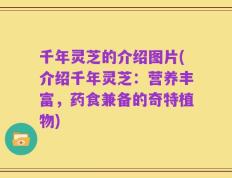 千年灵芝的介绍图片(介绍千年灵芝：营养丰富，药食兼备的奇特植物)