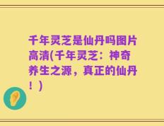 千年灵芝是仙丹吗图片高清(千年灵芝：神奇养生之源，真正的仙丹！)
