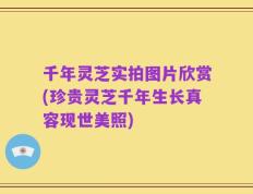 千年灵芝实拍图片欣赏(珍贵灵芝千年生长真容现世美照)