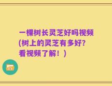一棵树长灵芝好吗视频(树上的灵芝有多好？看视频了解！)