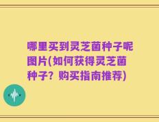 哪里买到灵芝菌种子呢图片(如何获得灵芝菌种子？购买指南推荐)
