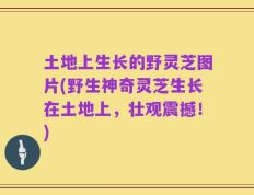 土地上生长的野灵芝图片(野生神奇灵芝生长在土地上，壮观震撼！)