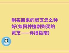 刚买回来的灵芝怎么种好(如何种植刚购买的灵芝——详细指南)
