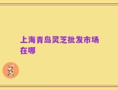 上海青岛灵芝批发市场在哪