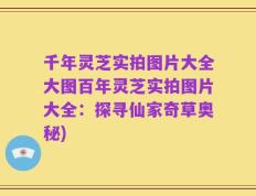 千年灵芝实拍图片大全大图百年灵芝实拍图片大全：探寻仙家奇草奥秘)