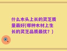 什么木头上长的灵芝质量最好(哪种木材上生长的灵芝品质最优？)