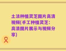 土法种植灵芝图片高清视频(手工种植灵芝：高清图片展示与视频分享)