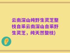 云南深山纯野生灵芝整枝自采云南深山自采野生灵芝，纯天然整枝)