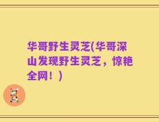 华哥野生灵芝(华哥深山发现野生灵芝，惊艳全网！)